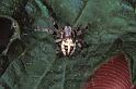 Larinioides_patagiatus_P1062_Z_75_Les Gris_Frankrijk